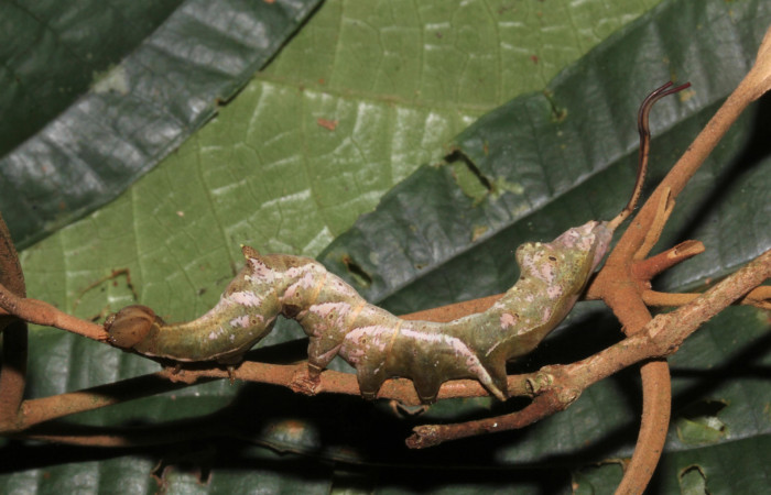 Figura 2. Larva <i>Calledema argenta</i> (Notodontidae), en penúltimo estadío (PU), vista lateral, localidad Sendero Trichoptera, Sector Pitilla (ACG) (655m). Voucher: 16-SRNP-31855-DHJ735754.jpg.