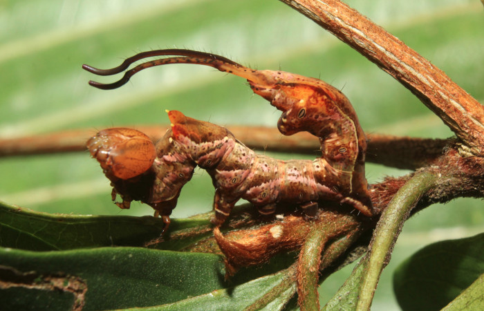Figura 4. Larva <i>Calledema argenta</i> (Notodontidae), en último estadío (U), vista lateral, localidad Medrano Estación Quica, Sector Pitilla (ACG) (380m). Voucher: 17-SRNP-72850-DHJ741175.jpg.