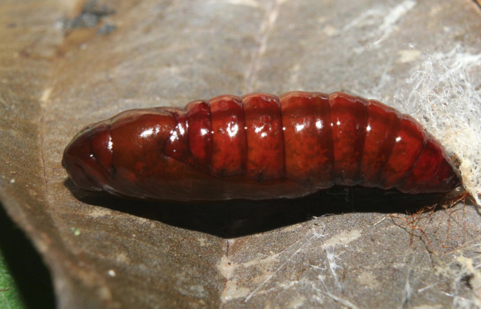 Figura 5. Pupa de <i>Calledema argenta</i> (Notodontidae), vista lateral, localidad Medrano Estación Quica, Sector Pitilla (ACG) (380m). Voucher: 17-SRNP-72850-DHJ741178.jpg.