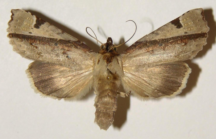 Figura 15. Adulto de <i>Calledema jocasta</i> (Notodontidae), hembra vista dorsal, localidad Laguna Agua Buena, Sector El Hacha (ACG) (220m). Voucher: 96-SRNP-7027-DHJ301892.jpg.