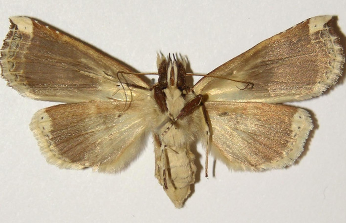 Figura 10. Adulto de <i>Calledema argenta</i> (Notodontidae), hembre vista ventral, localidad Sendero Pinyal, Sector San Cristóbal (ACG) (630m). Voucher: 98-SRNP-6894-DHJ301885.jpg.