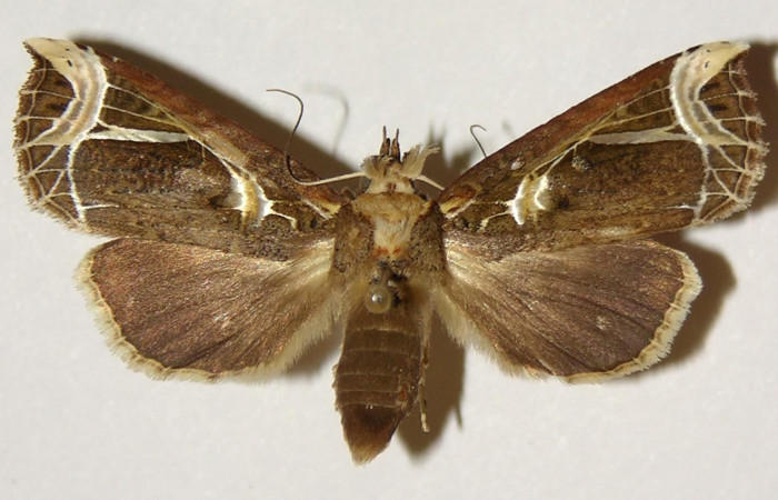 Figura 1. Adulto de <i>Calledema argenta</i> (Notodontidae), vista dorsal, localidad Quebrada Cementerio, Sector San Cristóbal (ACG) (770m). Voucher: 99-SRNP-5935-DHJ301886.jpg.