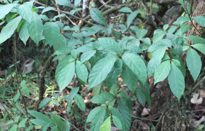Figura 23. Planta hospedera de <i>Calledema argenta</i> (Notodontidae), planta llamada <i>Terminalia amazonia</i> (Combretaceae), localidad Estación Quica, Sector Pitilla ACG (470m). Foto: Ricardo Calero, 10 Mayo 2018.