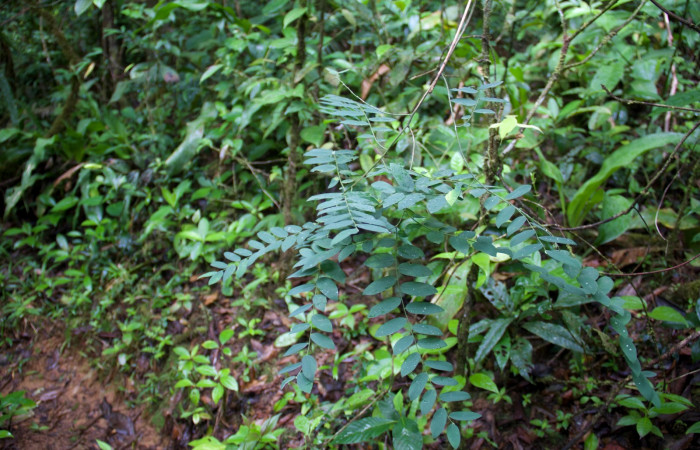 Habitát de planta de <i>Securidaca sylvestris</i>