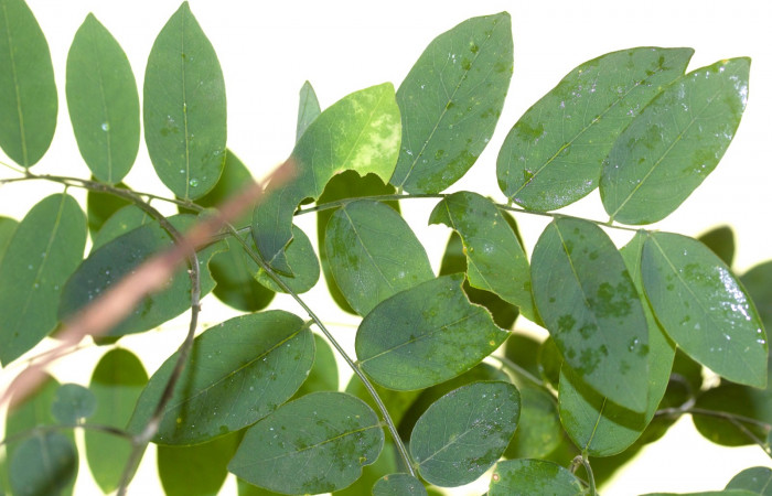 Hoja haz de <i>Securidaca sylvestris</i>