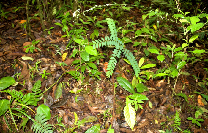 Planta juvenil de <i>Securidaca sylvestris</i>