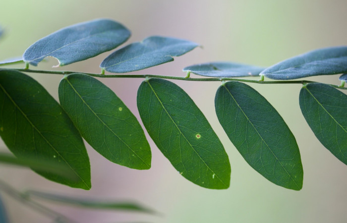 Posición de hojas de <i>Securidaca sylvestris</i>