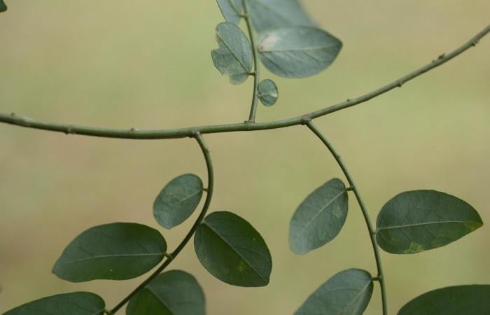 Posición de ramas de <i>Securidaca sylvestris</i>