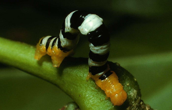 Figura 5. <i>Pseudomennis dioptoides</i> (Geometridae) último estadio, posición lateral frontal, Estación Caribe, Sendero Guaca. Voucher 02-SRNP-7949-DHJ68788.jpg.