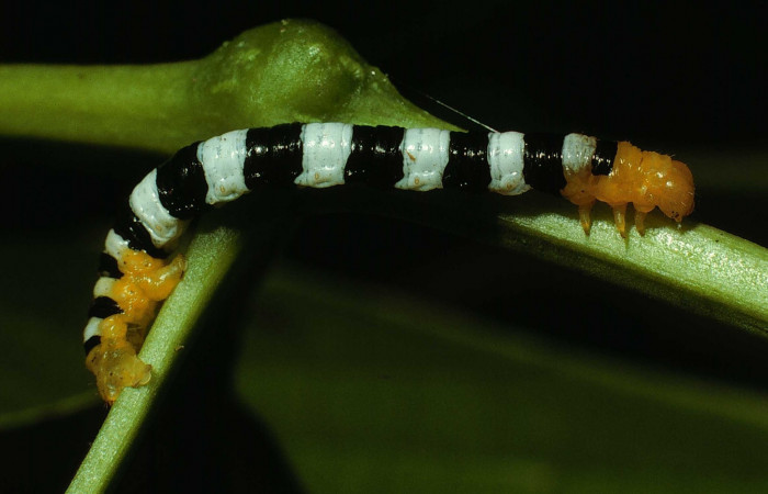 Figura 2. <i>Pseudomennis dioptoides</i> (Geometridae) ultimo estadio, posición lateral, Estación Caribe, Sendero Guaca. Voucher 02-SRNP-7949-DHJ68789.jpg.
