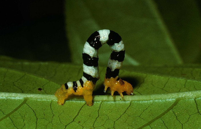 Figura 4. <i>Pseudomennis dioptoides</i> (Geometridae) último estadio, posición lateral, Estación Caribe, Sendero Guaca. Voucher 02-SRNP-7949-DHJ69655.jpg.
