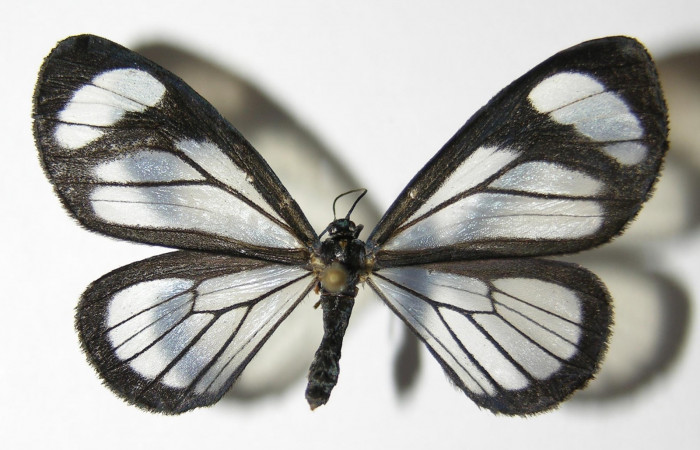 Figura 10. Adulto hembra de <i>Pseudomennis dioptoides</i> (Geometridae) posición dorsal. Voucher 04-SRNP-2977-DHJ325534