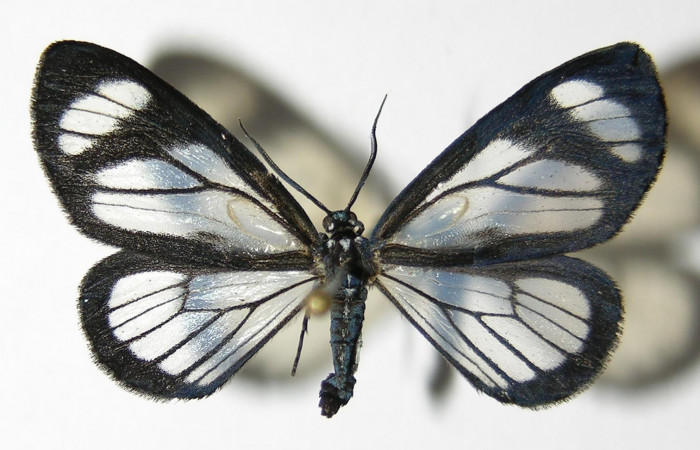 Figura 12. Adulto macho de <i>Pseudomennis dioptoides</i> (Geometridae) posición dorsal. Voucher 04-SRNP-3182-DHJ325546.jpg.
Figura 13. Adulto macho de Pseudomennis dioptoides (Geometridae) posición ventral. Voucher 04-SRNP-3182-DHJ325547.jpg.