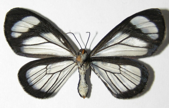 Figura 11. Adulto hembra de <i>Pseudomennis dioptoides</i> (Geometridae) posición ventral. Voucher 05-SRNP-30948-DHJ325549.jpg.