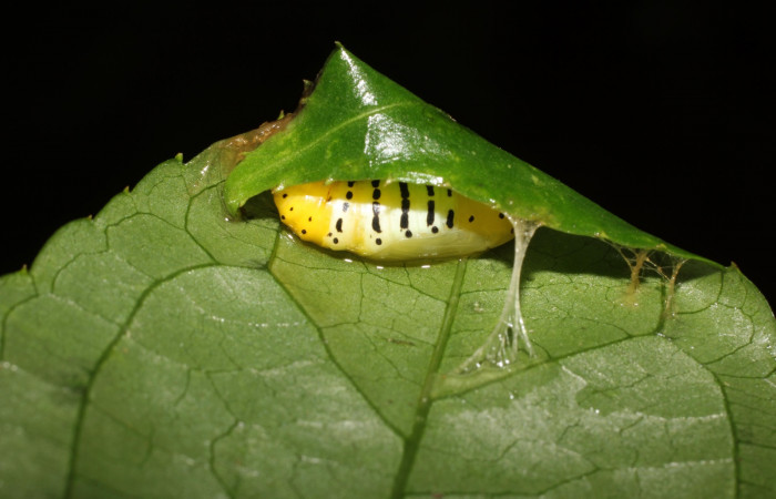 Figura 8. Pupa de <i>Pseudomennis dioptoides</i> (Geometridae), posición lateral, Sector San Cristóbal, Sendero Huerta. Voucher 17-SRNP-1554-DHJ704589.jpg.