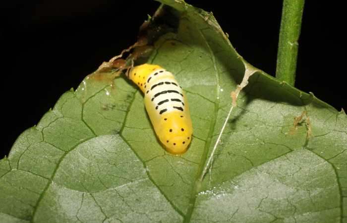 Figura 9. Pupa de <i>Pseudomennis dioptoides</i> (Geometridae), posición dorsal frontal, Sector San Cristóbal, Sendero Huerta. Voucher 17-SRNP-1554-DHJ704595.jpg.
