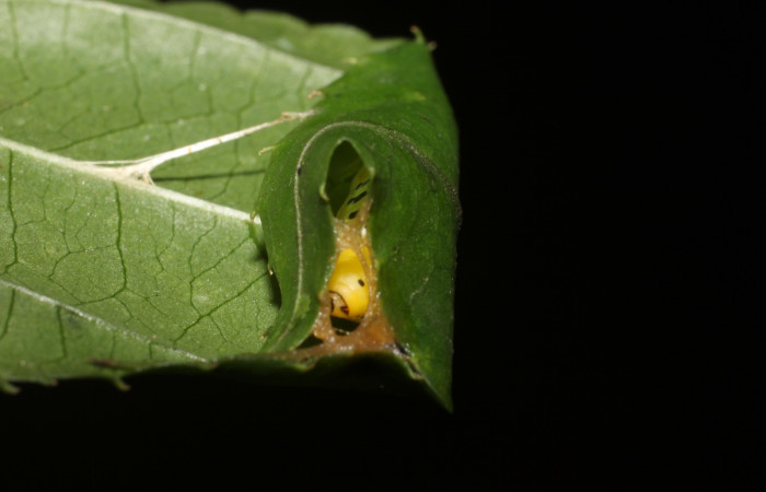 Figura 7. Pupa de <i>Pseudomennis dioptoides</i> (Geometridae), Sector San Cristóbal, Sendero Huerta. Voucher 17-SRNP-1554-DHJ704599.jpg.