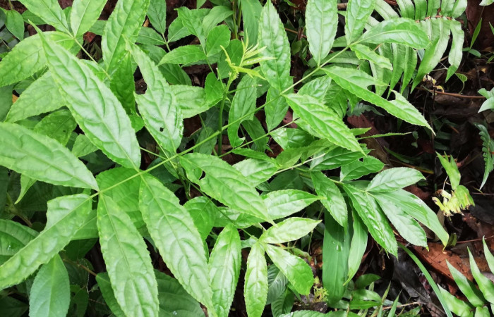 Figura 14. <i>Turpinia occidentalis</i> (Staphyleaceae) Planta hospedera de <i>Pseudomennis dioptoides</i> (Geometridae). Foto, Gloria Sihezar. Junio 2019.