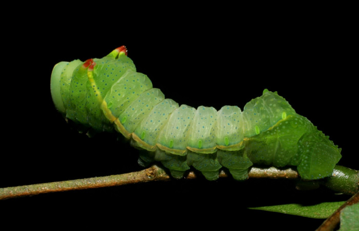 Fig. 7 Lateral entero <i>Syssphinx molina</i> (Saturniidae), alimentándose en <i>Inga punctata</i> (Fabaceae), (07-SRNP-4013-DHJ429765.jpg), Sector San Cristobal, Quebrada Cementerio, (elevación 700 metros). Colectada 8 Octubre 2007.