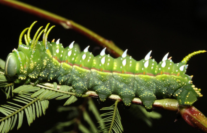 Fig. 20 Lateral entero <i>Syssphinx</i> quadrilineataDHJ01 (Saturniidae), (13-SRNP-42918-DHJ708168.jpg), Sector Rincon Rain Forest, Camino Rio Negro, (elevación 373 metros). Colectada 12 Agosto 2013. Foto Anabelle Córdoba.