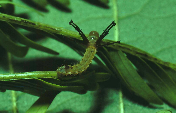 Fig. 1 Dorsal entero <i>Syssphinx molina</i> (Saturniidae), (81-SRNP-108-DHJ1809.jpg), Sector Santa Rosa, Luces, (elevación 300 metros). Colectada 1 Junio 1981.