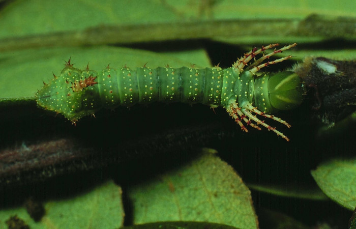 Fig. 2 Dorsal entero <i>Syssphinx molina</i> (Saturniidae), se alimenta en <i>Samanea saman</i> (Fabaceae),  (82-SRNP-226d-DHJ3814.jpg), Sector Santa Rosa, Laguna Escondida, (elevación 285 metros). Colectada 15 Junio 1982.