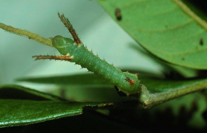 Fig. 3 Dorsal entero <i>Syssphinx molina</i> (Saturniidae), se alimenta en <i>Samanea saman</i> (Fabaceae),  (82-SRNP-226d-DHJ3820.jpg), Sector Santa Rosa, Laguna Escondida, (elevación 285 metros). Colectada 15 Junio 1982.