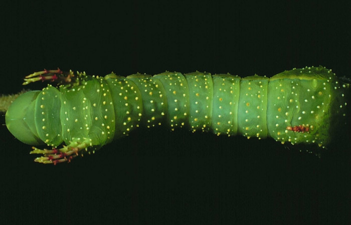 Fig. 4 Dorsal entero <i>Syssphinx molina</i> (Saturniidae), (82-SRNP-428-DHJ4188.jpg), Sector Santa Rosa, Luces, (elevación 300 metros). Colectada 2 Julio 1982.