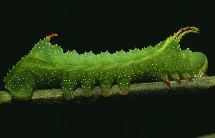 Fig. 5 Lateral entero <i>Syssphinx molina</i> (Saturniidae), (82-SRNP-428-DHJ4191.jpg), Sector Santa Rosa, Luces, (elevación 300 metros). Colectada 2 Julio 1982.