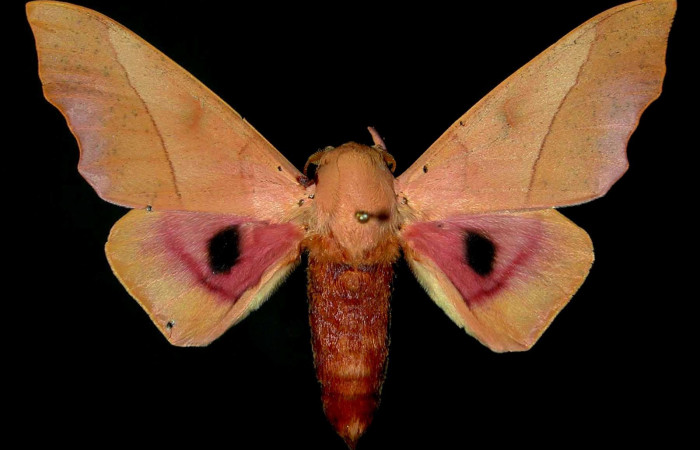 Figura 16. Adulto de <i>Syssphinx molina</i>, (Saturniidae), posición vista dorsal (macho). (86-SRNP-272-DHJ31369.jpg).