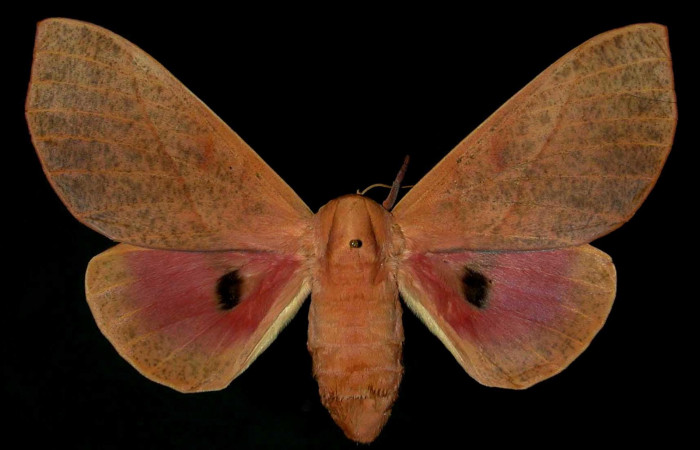 Figura 27. Adulto de <i>Syssphinx molina</i>, (Saturniidae), posición vista dorsal (hembra). (89-SRNP-348-DHJ31371.jpg).