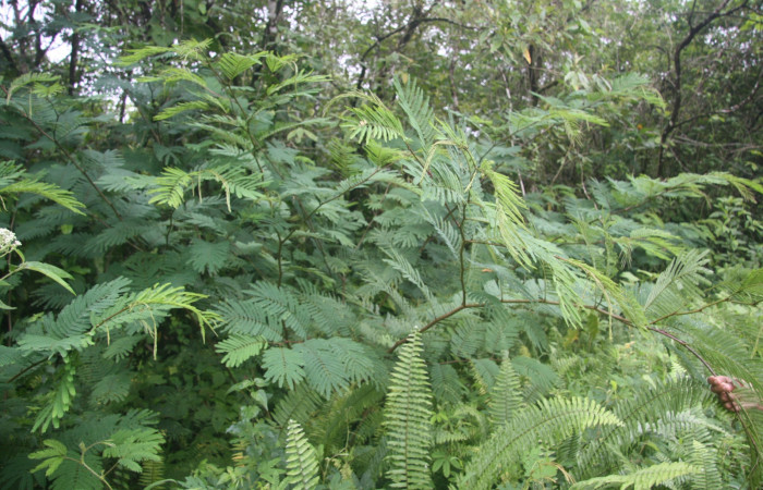 Figura 29. Planta hospedera <i>Calliandra calothyrsus</i> (Fabaceae), de la larva [I]Syssphinx molina[/I] (Saturniidae). Foto,tomada Anabelle Córdoab 30 jULIO 2013.