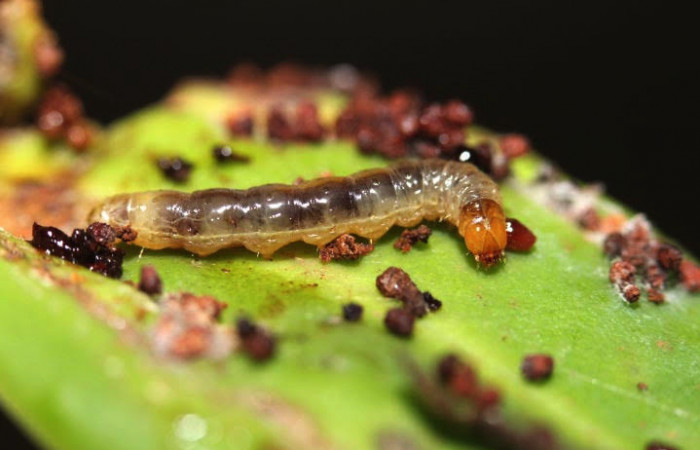 Figura. 15 Larva <i>Monortha</i> BioLep231 (Tortricidae), posición dorsal alimentándose en <i>Souroubea sympetala</i>  (Marcgraviaceae). (12-SRNP-44421-DHJ707320).