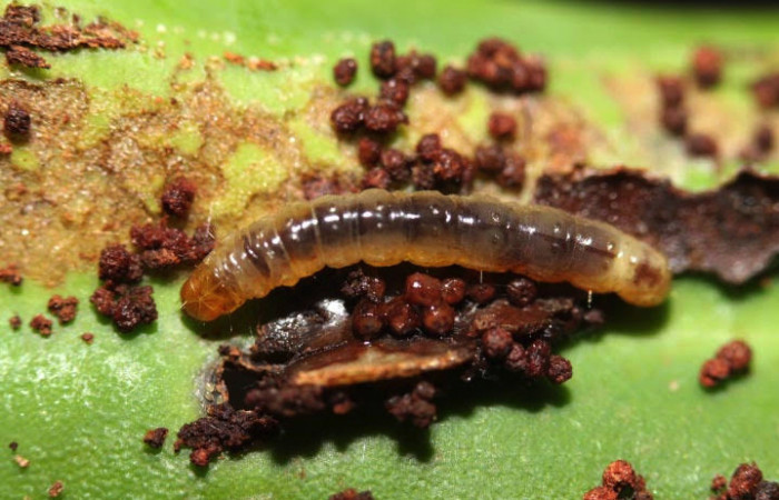 Figura. 14 Larva <i>Monortha</i> BioLep231 (Tortricidae), posición dorsal alimentándose en <i>Souroubea sympetala</i> (Marcgraviaceae). (12-SRNP-44421-DHJ707323).
