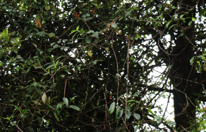 Figura. 1 Habitad, <i>Souroubea sympetala</i>, (Marcgraviaceae). Area de Conservación Guanacaste, Sector Rincón Rain Forest, Estación Leiva, , (elevación 410 metros), colectada el 19 de junio 2019. Foto, Jorge Hernández.