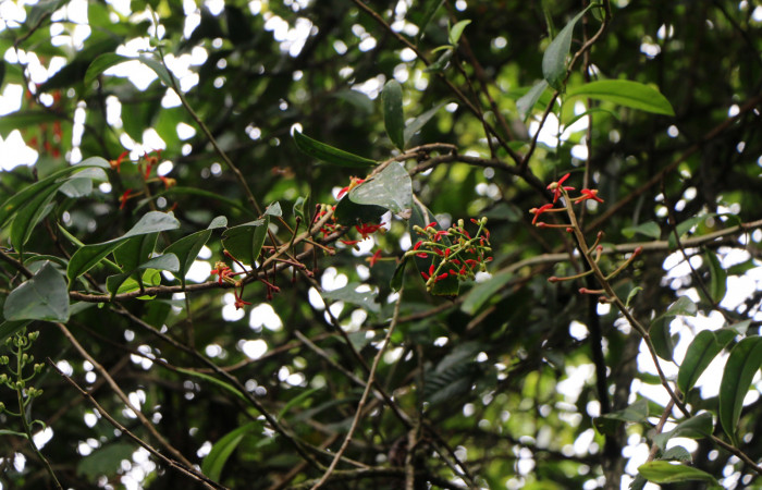 Figura. 2 Habitad, <i>Souroubea sympetala</i>, (Marcgraviaceae). Area de Conservación Guanacaste, Sector Rincón Rain Forest, Estación Leiva, , (elevación 410 metros), colectada el 19 de junio 2019. Foto, Jorge Hernández.