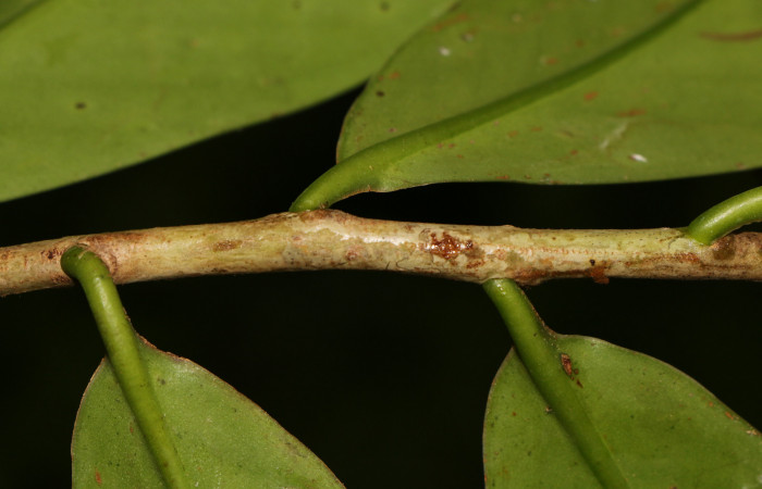 Figura. 3 Posición  de hojas , <i>Souroubea sympetala</i>, (Marcgraviaceae). Area de Conservación Guanacaste, Sector Rincón Rain Forest, Estación Leiva,  (elevación 410 metros), colectada el 19 de junio 2019. Foto, Jorge Hernández.