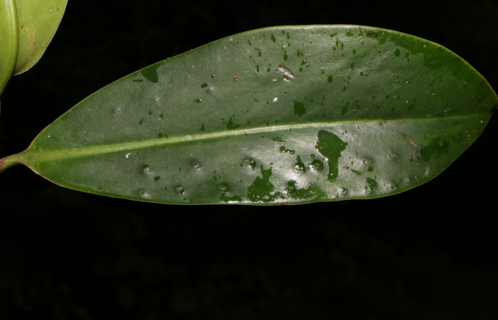 Figura. 4 Hoja haz, <i>Souroubea sympetala</i>, (Marcgraviaceae). Area de Conservación Guanacaste, Sector Rincón Rain Forest, Estación Leiva, (elevación 410 metros), colectada el 19 de junio 2019. Foto, Jorge Hernández.