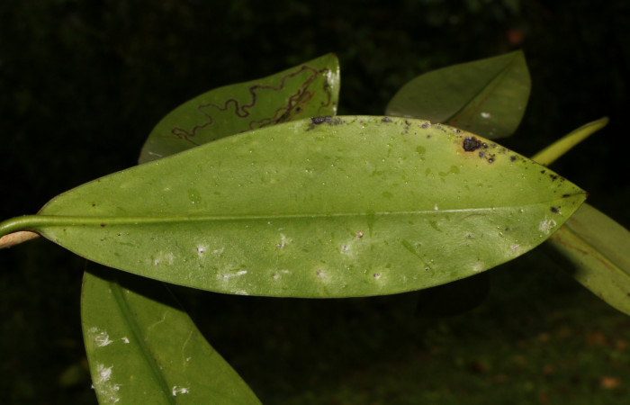 Figura. 5 Hoja envés, <i>Souroubea sympetala</i>, (Marcgraviaceae). Area de Conservación Guanacaste, Sector Rincón Rain Forest, Estación Leiva, (elevación 410 metros), colectada el 19 de junio 2019. Foto, Jorge Hernández.