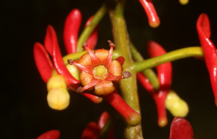 Figura. 8 Flor de frente, <i>Souroubea sympetala</i>, (Marcgraviaceae). Area de Conservación Guanacaste, Sector Rincón Rain Forest, Estación Leiva, (elevación 410 metros), colectada el 19 de junio 2019. Foto, Jorge Hernández.