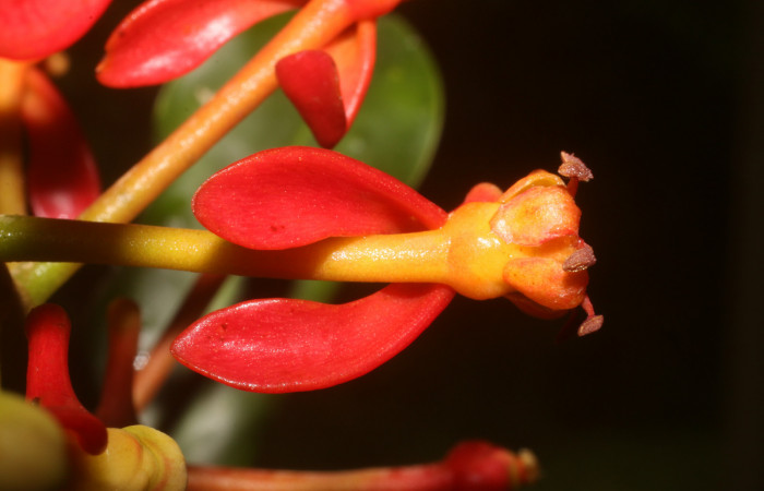 Figura. 9 Flores lateral, <i>Souroubea sympetala</i>, (Marcgraviaceae). Area de Conservación Guanacaste, Sector Rincón Rain Forest, Estación Leiva, (elevación 410 metros), colectada el 19 de junio 2019. Foto, Jorge Hernández
