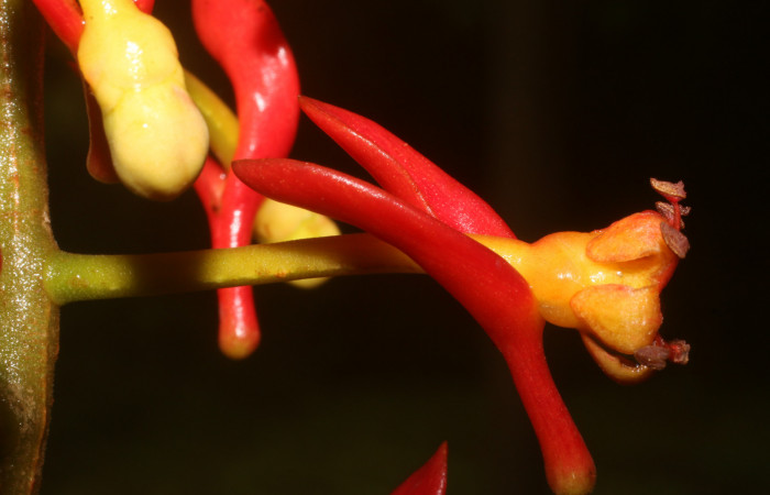 Figura. 11 Flores en ramas, <i>Souroubea sympetala</i>, (Marcgraviaceae). Area de Conservación Guanacaste, Sector Rincón Rain Forest, Estación Leiva, (elevación 410 metros), colectada el 19 de junio 2019. Foto, Jorge Hernández.