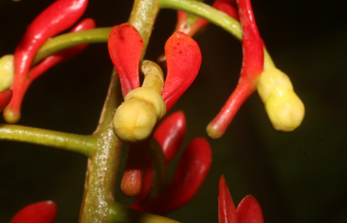 Figura. 12 Flores botón, <i>Souroubea sympetala</i>, (Marcgraviaceae). Area de Conservación Guanacaste, Sector Rincón Rain Forest, Estación Leiva, (elevación 410 metros), colectada el 19 de junio 2019. Foto, Jorge Hernández.