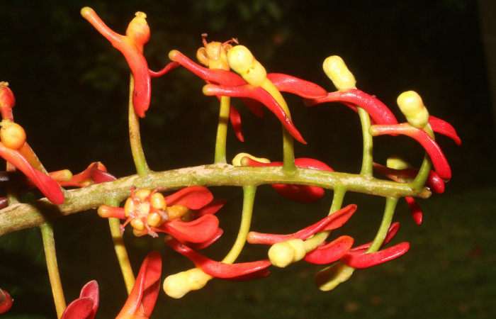 Figura. 10 Flores en racimo, <i>Souroubea sympetala</i>, (Marcgraviaceae). Area de Conservación Guanacaste, Sector Rincón Rain Forest, Estación Leiva, (elevación 410 metros), colectada el 19 de junio 2019. Foto, Jorge Hernández.