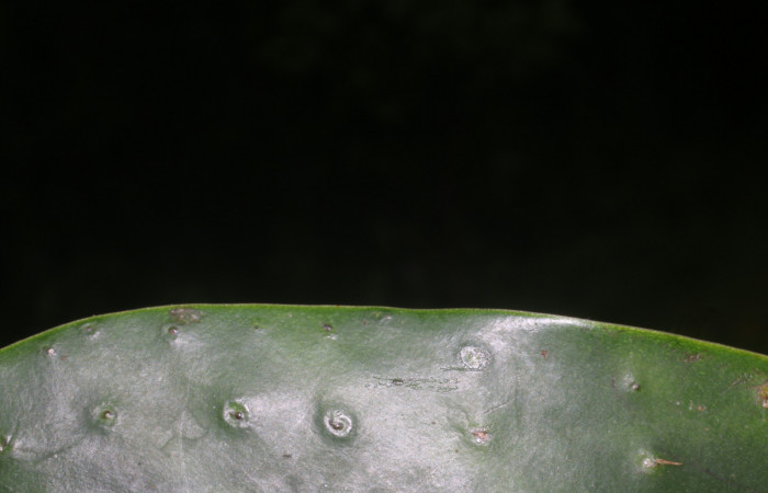 Figura. 6 Hoja margen , <i>Souroubea sympetala</i>, (Marcgraviaceae). Area de Conservación Guanacaste, Sector Rincón Rain Forest, Estación Leiva, (elevación 410 metros), colectada el 19 de junio 2019. Foto, Jorge Hernández.