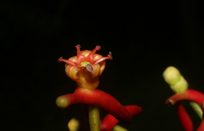 Figura. 13 Flores lateral, <i>Souroubea sympetala</i>, (Marcgraviaceae). Area de Conservación Guanacaste, Sector Rincón Rain Forest, Estación Leiva, (elevación 410 metros), colectada el 19 de junio 2019. Foto, Jorge Hernández.