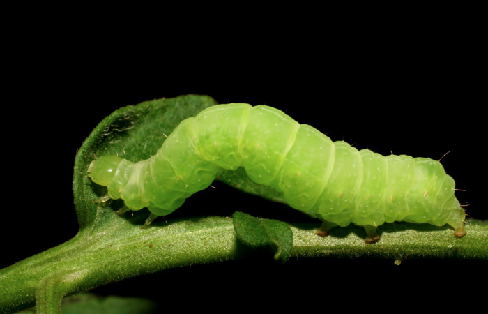 Figura 5. Larva de <i>Chrysodeixis includens</i> (Noctuidae) Penúltimo estadio voucher: 07-SRNP-151-DHJ418255.jpg.