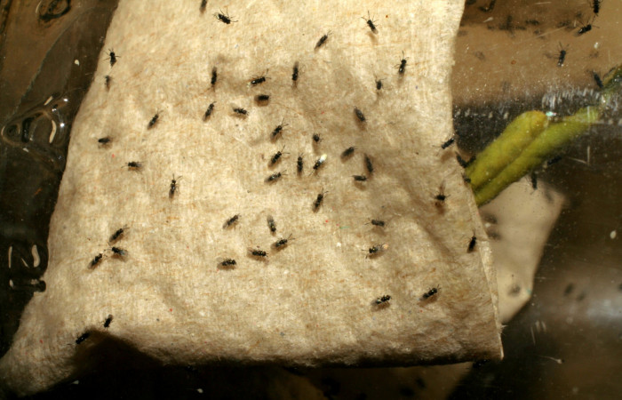 Figura 9. Microavispas eclosionadas de <i>Copidosoma floridanum</i> (Encyrtidae) voucher: 07-SRNP-231-DHJ418283.jpg.