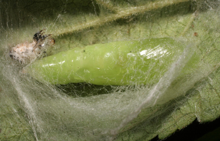 Figura 11. Pupa de <i>Chrysodeixis includens</i> (Noctuidae) voucher:  09-SRNP-40294-DHJ452211.jpg.