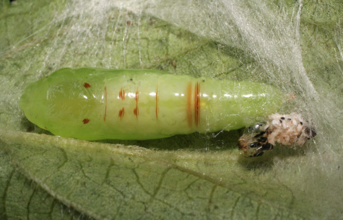 Figura 12. Pupa de <i>Chrysodeixis includens</i> (Noctuidae) voucher:  09-SRNP-40294-DHJ452212.jpg.